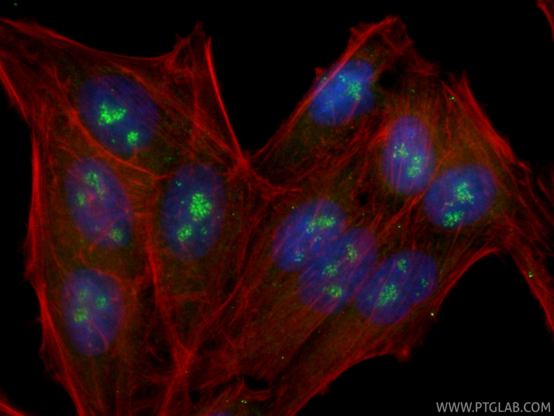 Immunofluorescence (IF) / fluorescent staining of HepG2 cells using CoraLite® Plus 488-conjugated P130 Recombinant mon (CL488-87016)