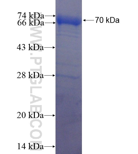 P130 fusion protein Ag2382 SDS-PAGE