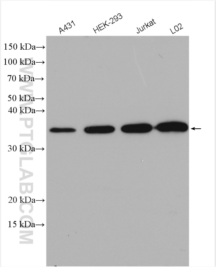 Western Blot (WB) analysis of various lysates using P15RS Polyclonal antibody (23652-1-AP)