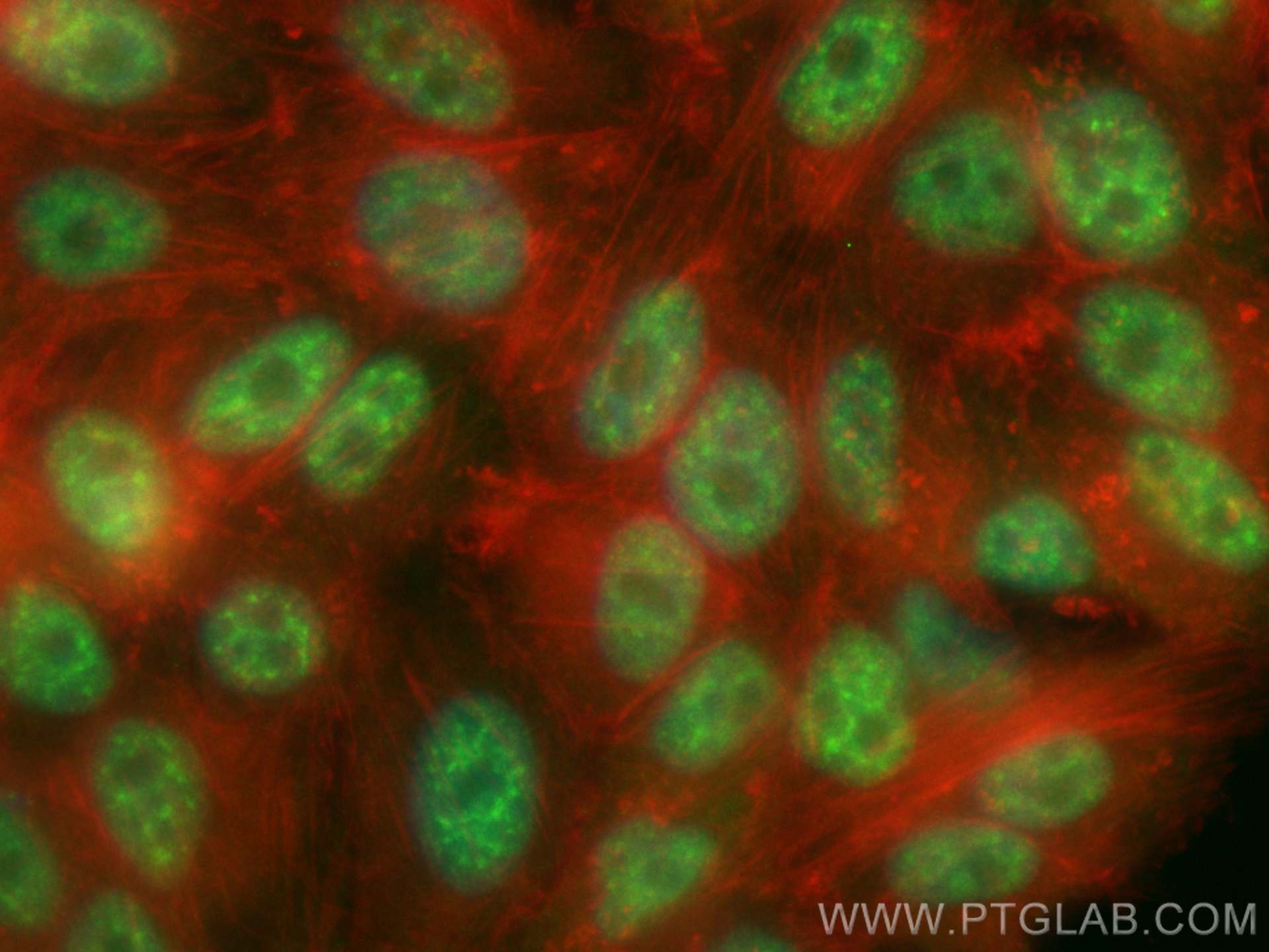 IF Staining of HepG2 using CL488-23652