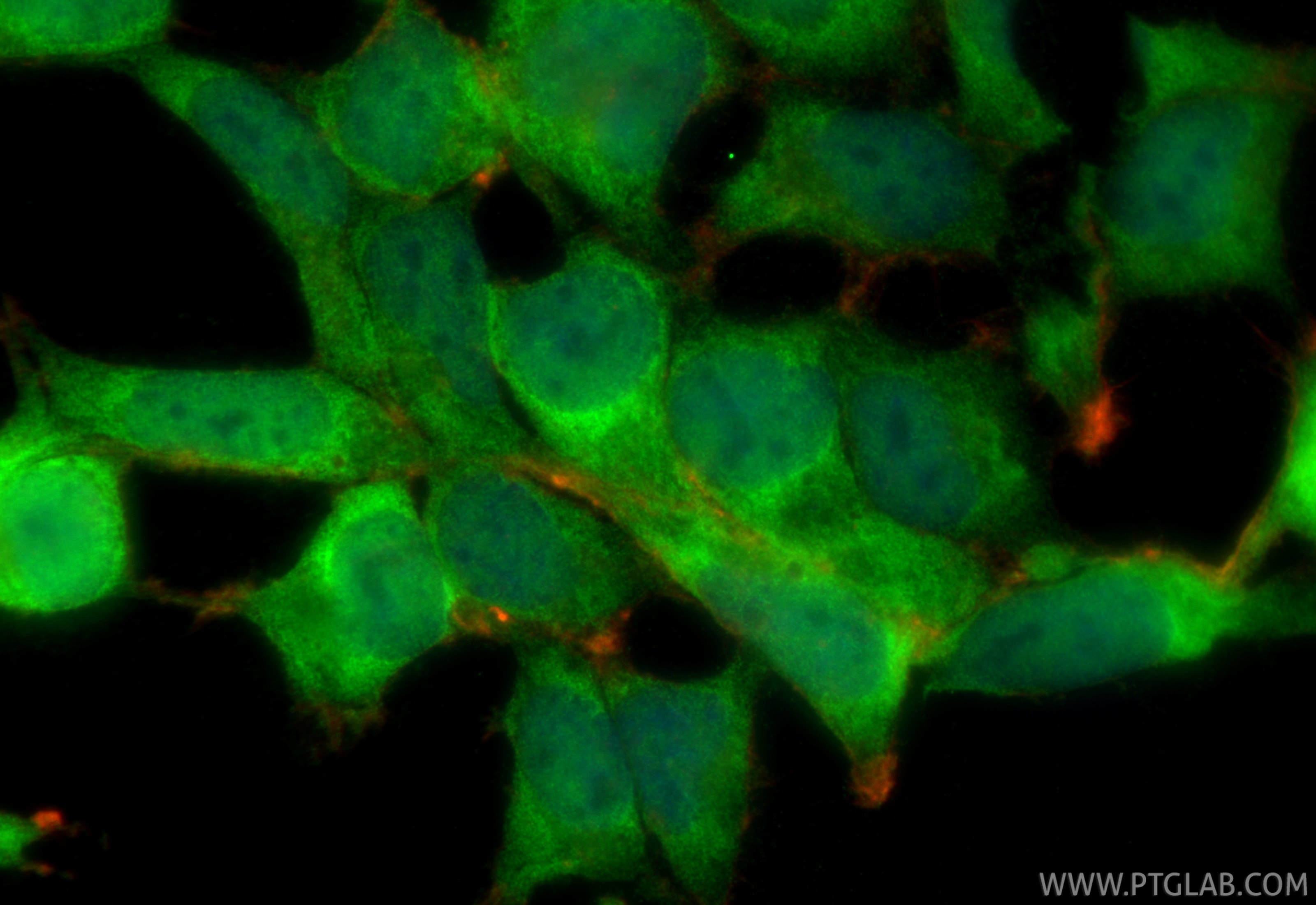 Immunofluorescence (IF) / fluorescent staining of HEK-293 cells using CDKN2A/P16-INK4A Polyclonal antibody (10883-1-AP)