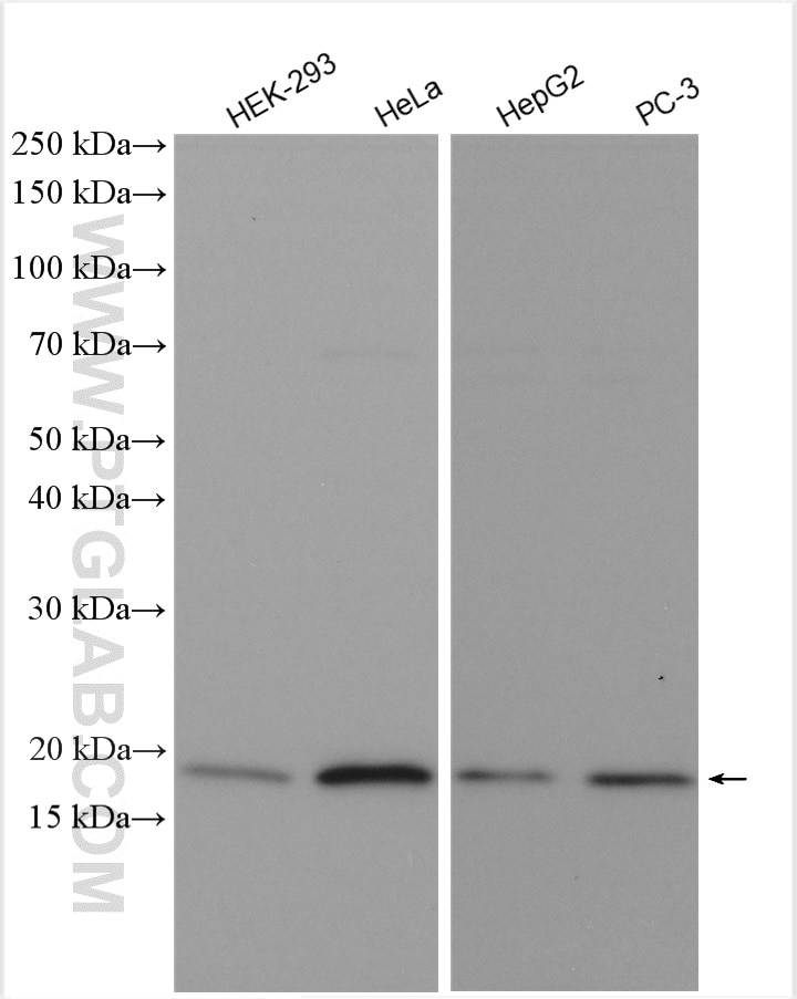 Western Blot (WB) analysis of various lysates using P16-INK4A Polyclonal antibody (10883-1-AP)
