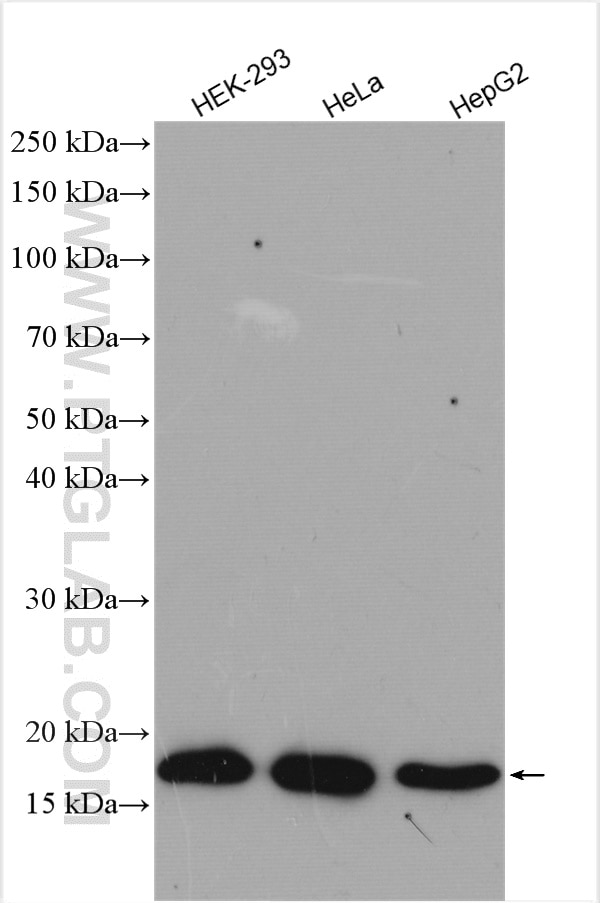 Western Blot (WB) analysis of various lysates using P16-INK4A Polyclonal antibody (10883-1-AP)