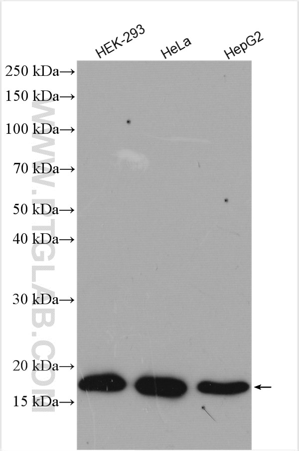 WB analysis using 10883-1-AP