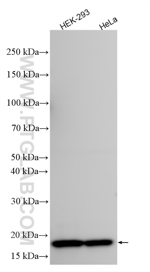 Western Blot (WB) analysis of various lysates using CDKN2A/P16-INK4A Polyclonal antibody (10883-1-AP)
