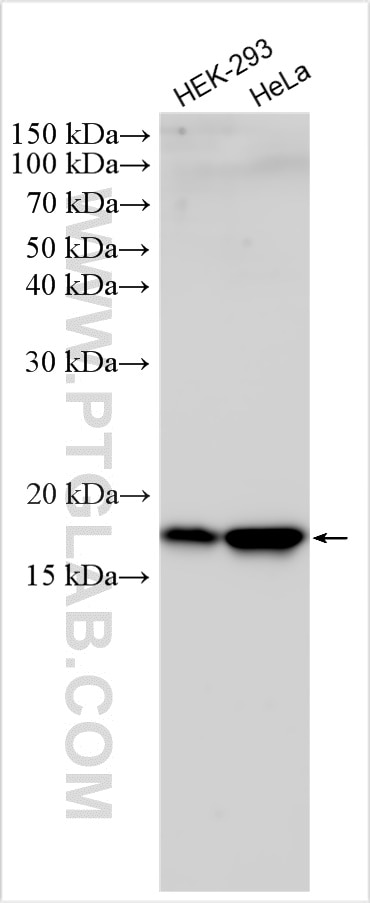 Western Blot (WB) analysis of various lysates using P16-INK4A Polyclonal antibody (30519-1-AP)