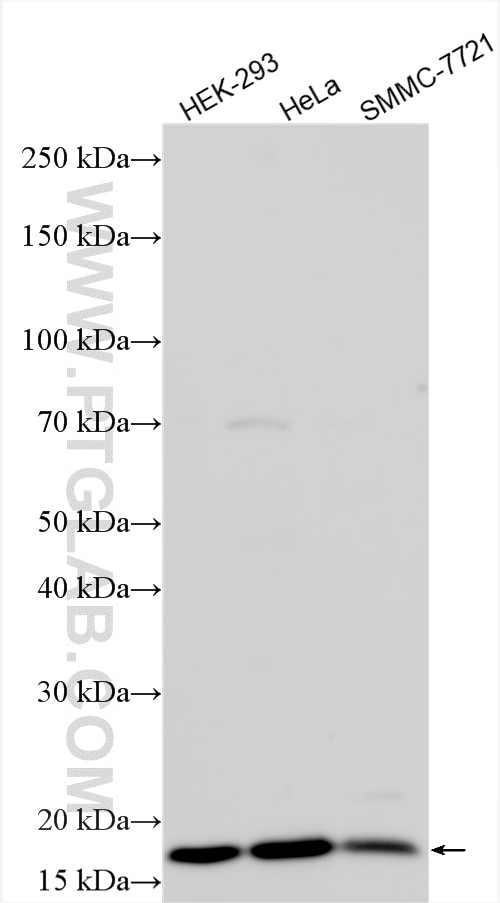 WB analysis using 30519-1-AP Western Blot (WB) analysis of various lysates using CDKN2A/P16-INK4A Polyclonal antibody (30519-1-AP)