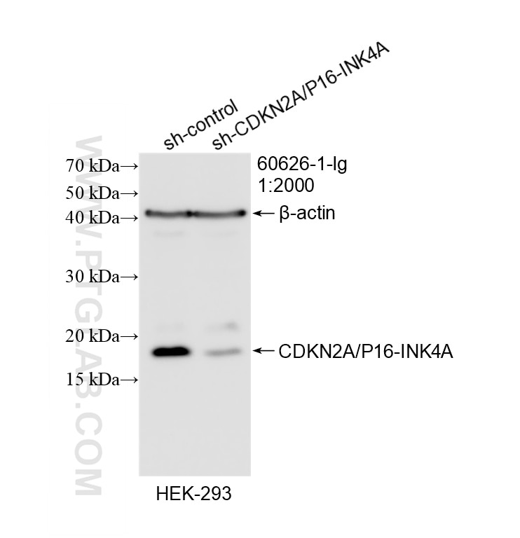 WB result of CDKN2A/P16-INK4A antibody (60626-1-Ig; 1:2000; incubated at room temperature for 1.5 hours) with sh-Control and sh-CDKN2A/P16-INK4A transfected HEK-293 cells. Western Blot (WB) analysis of HEK-293 cells using CDKN2A/P16-INK4A Monoclonal antibody (60626-1-Ig)