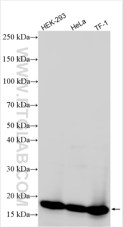 Various lysates were subjected to SDS PAGE followed by western blot with 81373-10-RR (P16-INK4A antibody) at dilution of 1:10000 incubated at room temperature for 1.5 hours. Western Blot (WB) analysis of various lysates using P16-INK4A Recombinant antibody (81373-10-RR)