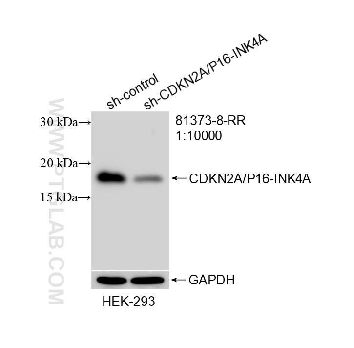 WB result of CDKN2A/P16-INK4A antibody (81373-8-RR; 1:10000; incubated at room temperature for 1.5 hours) with sh-Control and sh-CDKN2A/P16-INK4A transfected HEK-293 cells. Western Blot (WB) analysis of HEK-293 cells using CDKN2A/P16-INK4A Recombinant monoclonal antibody (81373-8-RR)