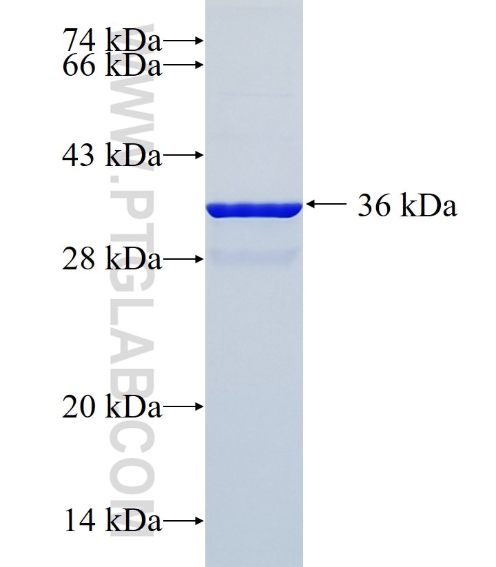 P16-INK4A fusion protein Ag1328 SDS-PAGE