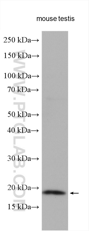 Western Blot (WB) analysis of various lysates using p19 INK4d Polyclonal antibody (10272-2-AP)