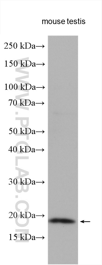 WB analysis using 10272-2-AP