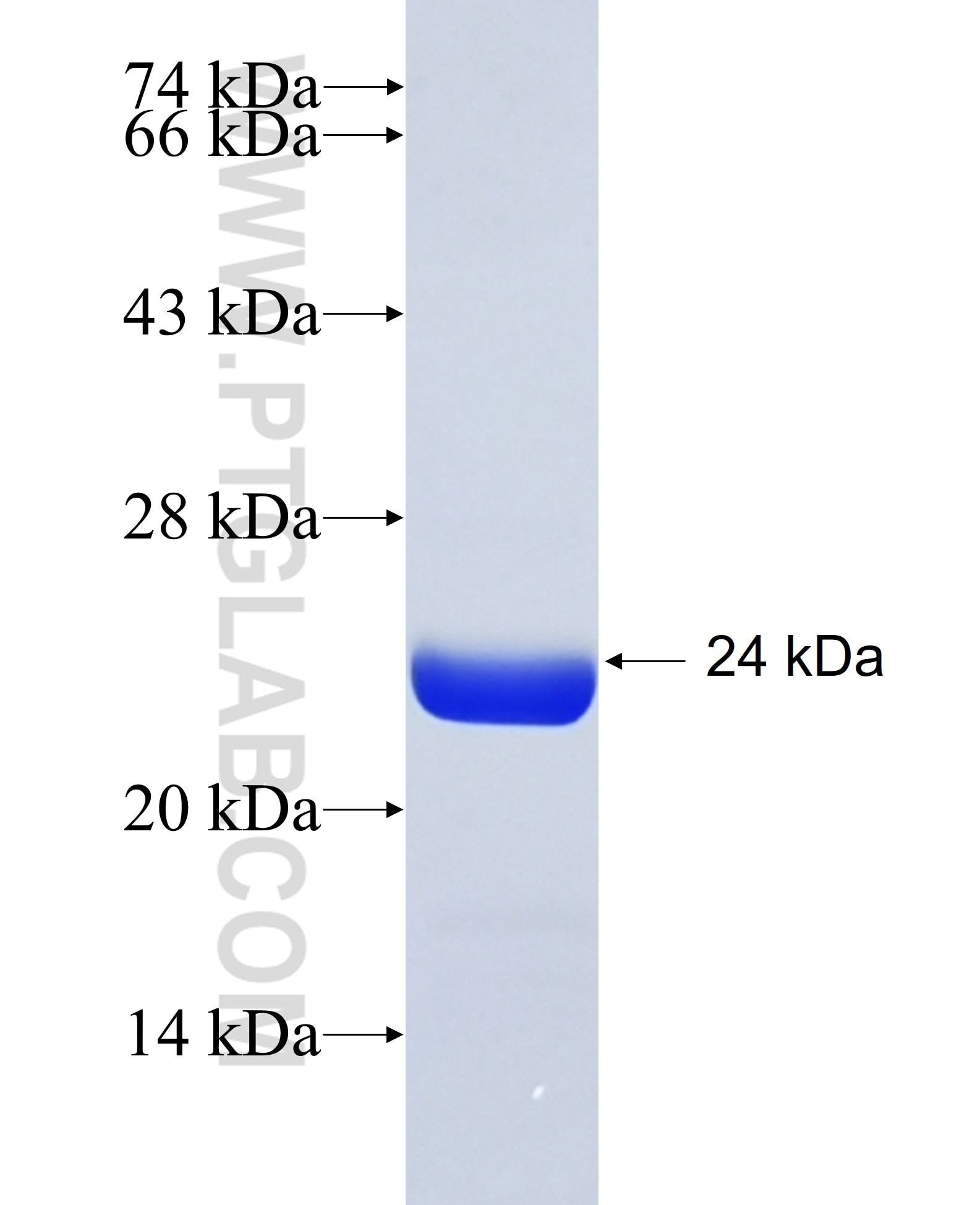 P19 fusion protein Ag28546 SDS-PAGE