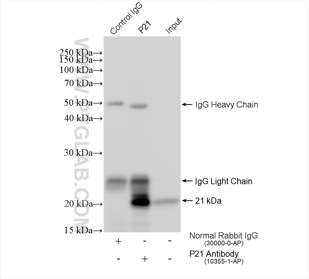 Immunoprecipitation (IP) experiment of MCF-7 cells using P21 Polyclonal antibody (10355-1-AP)