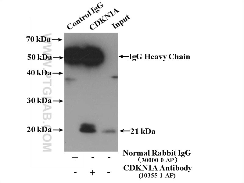 Immunoprecipitation (IP) experiment of MCF-7 cells using P21 Polyclonal antibody (10355-1-AP)