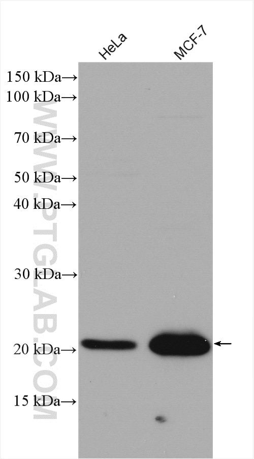 Western Blot (WB) analysis of various lysates using P21 Polyclonal antibody (10355-1-AP)