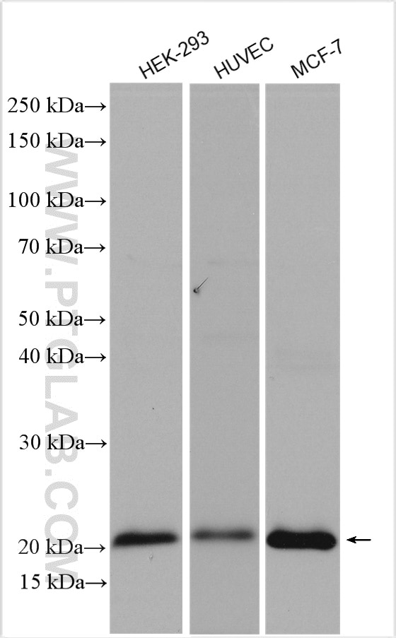 Western Blot (WB) analysis of various lysates using P21 Polyclonal antibody (10355-1-AP)