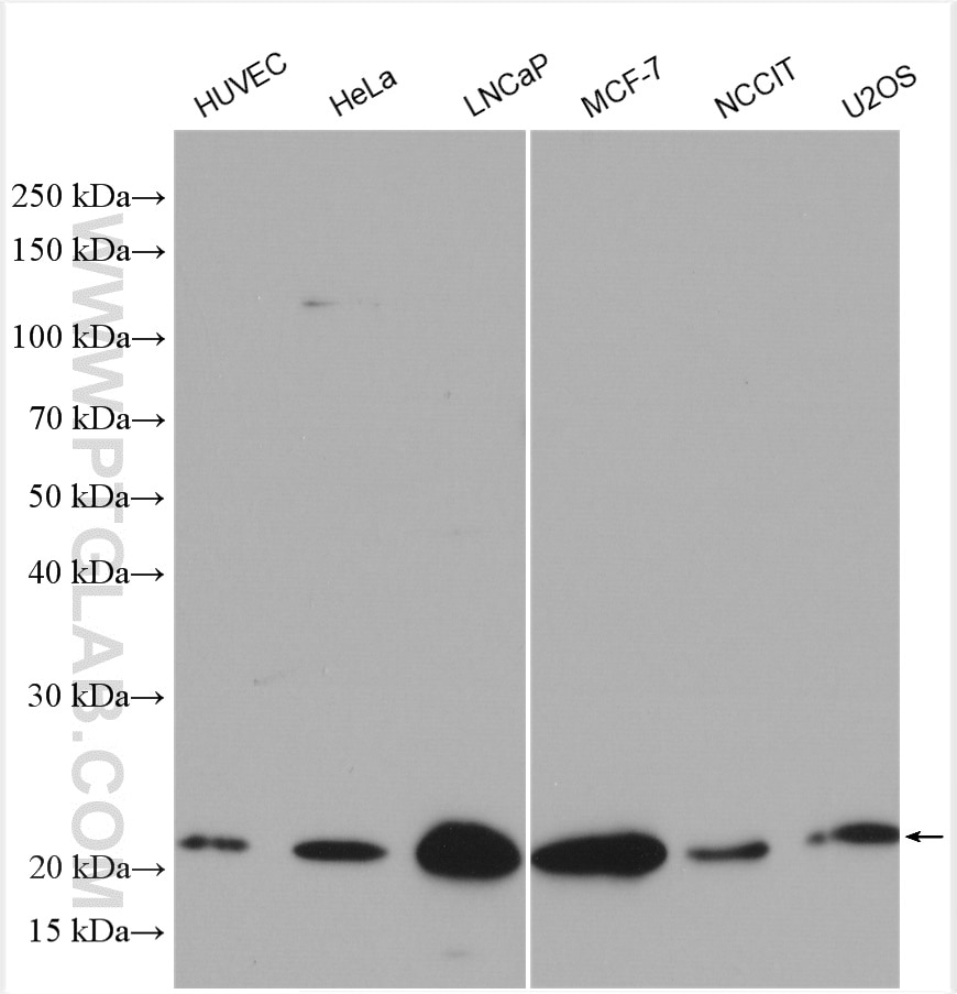 Western Blot (WB) analysis of various lysates using P21 Polyclonal antibody (10355-1-AP)