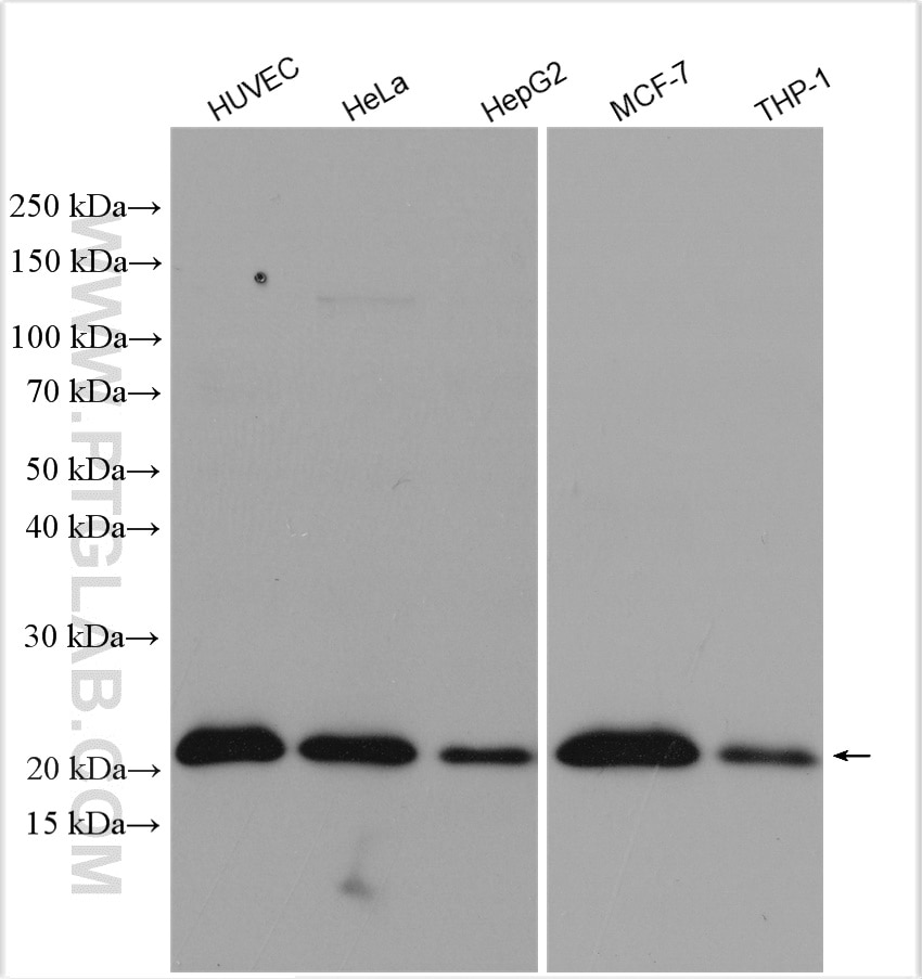 Western Blot (WB) analysis of various lysates using P21 Polyclonal antibody (10355-1-AP)