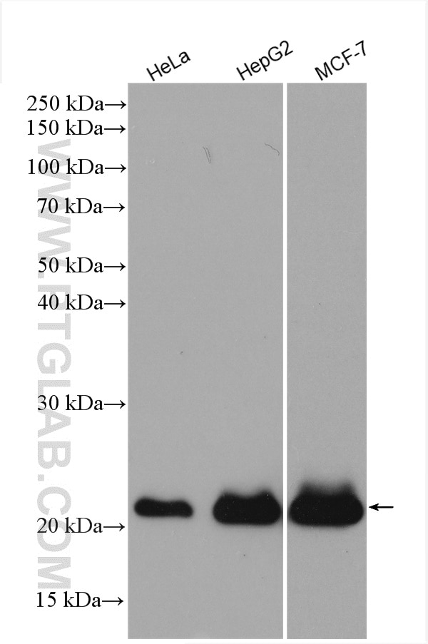 Western Blot (WB) analysis of various lysates using P21 Polyclonal antibody (10355-1-AP)