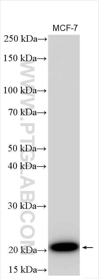 WB analysis of MCF-7 using 10355-1-AP