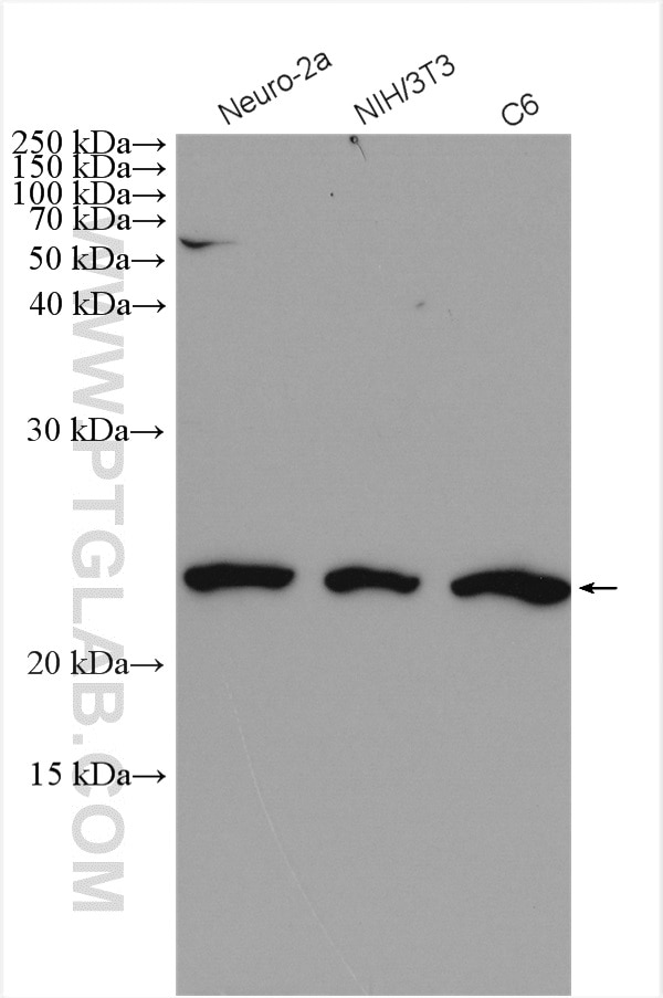 Western Blot (WB) analysis of various lysates using P21 Polyclonal antibody (27296-1-AP)