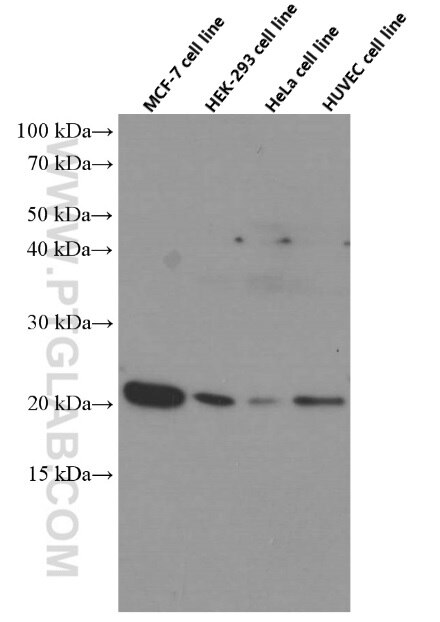 P21 Monoclonal antibody