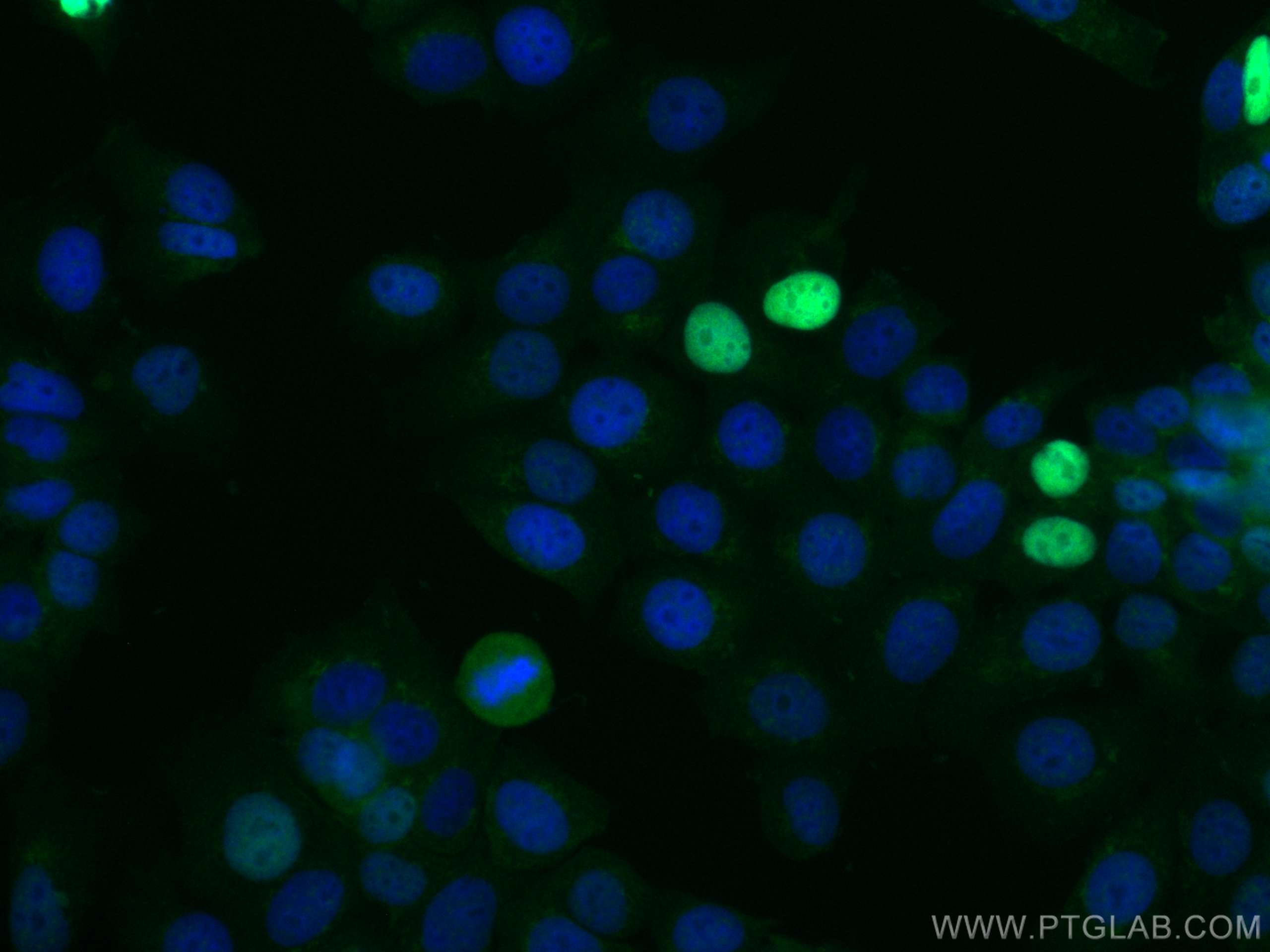 Immunofluorescence (IF) / fluorescent staining of MCF-7 cells using CoraLite® Plus 488-conjugated P21 Polyclonal antib (CL488-10355)