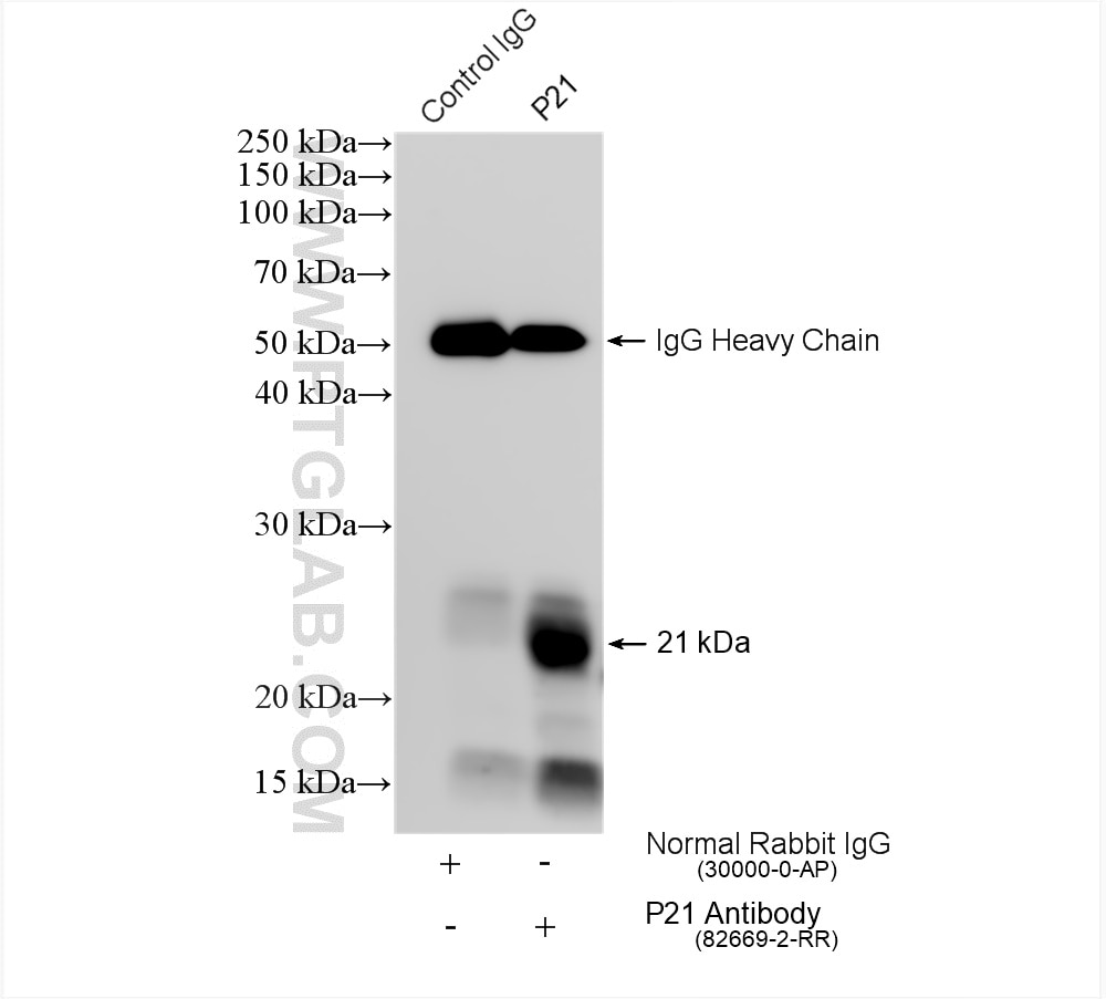 Immunoprecipitation (IP) experiment of MCF-7 cells using P21 Recombinant antibody (82669-2-RR)