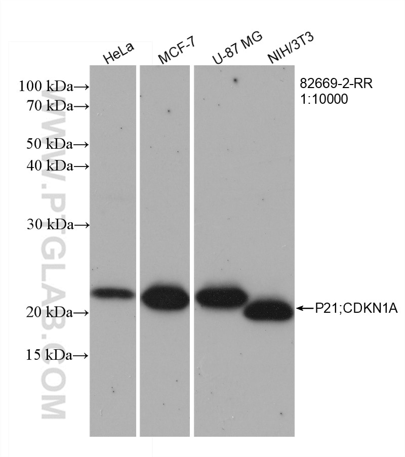 Western Blot (WB) analysis of various lysates using P21 Recombinant antibody (82669-2-RR)