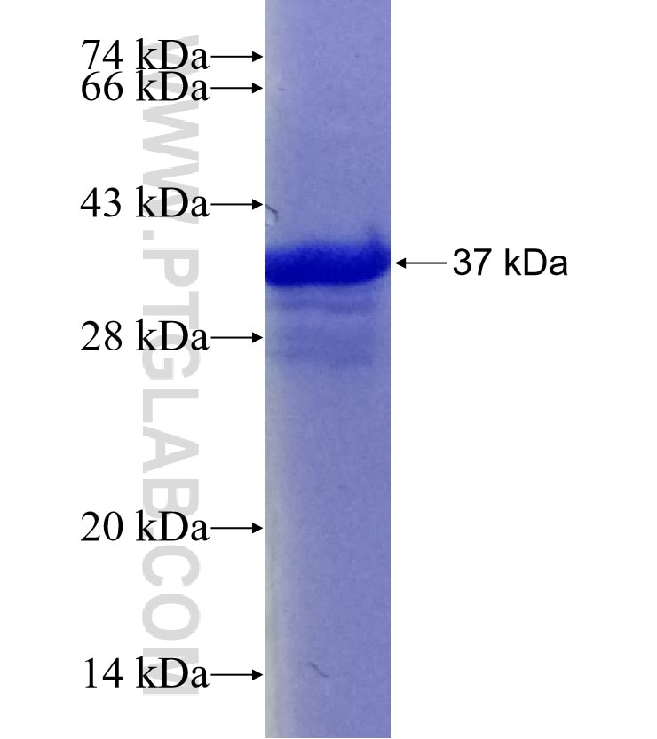 P21;CDKN1A fusion protein Ag26129 SDS-PAGE