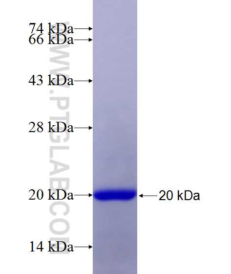 P21;CDKN1A fusion protein Ag18100 SDS-PAGE