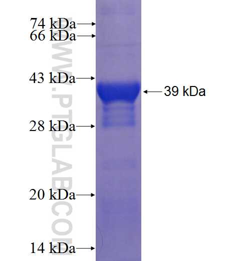 P21 fusion protein Ag23087 SDS-PAGE