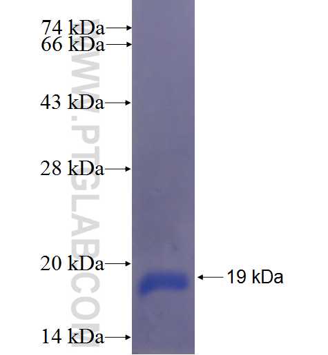 P21 fusion protein Ag23090 SDS-PAGE