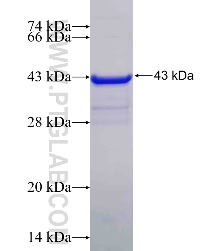 P21;CDKN1A fusion protein Ag0368 SDS-PAGE