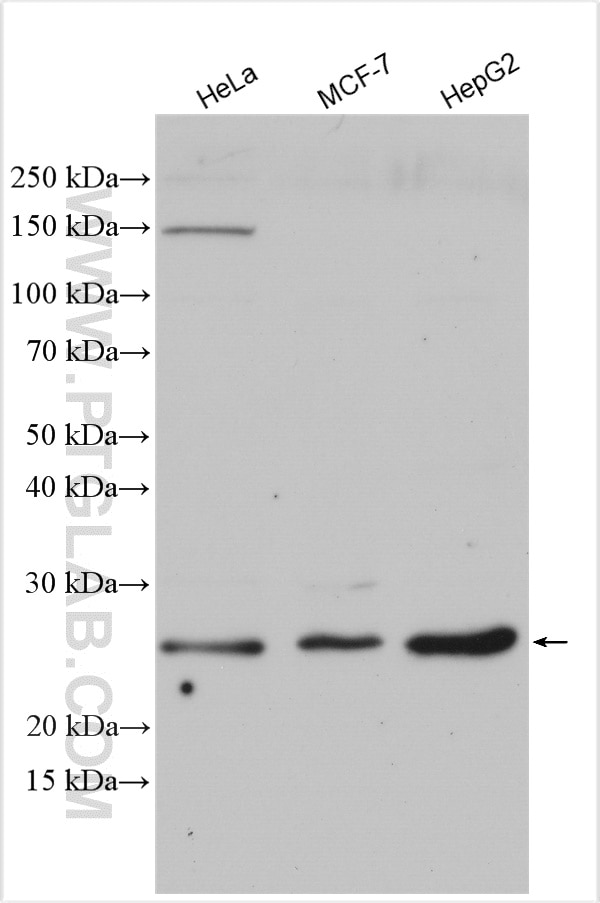 Western Blot (WB) analysis of various lysates using P27; KIP1 Polyclonal antibody (25614-1-AP)