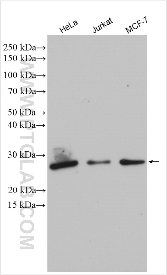 Western Blot (WB) analysis of various lysates using P27; KIP1 Polyclonal antibody (25614-1-AP)