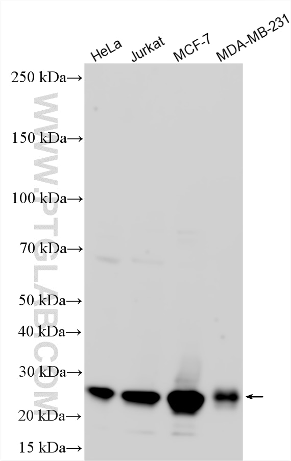 WB analysis using 25614-1-AP Western Blot (WB) analysis of various lysates using P27; KIP1 Polyclonal antibody (25614-1-AP)