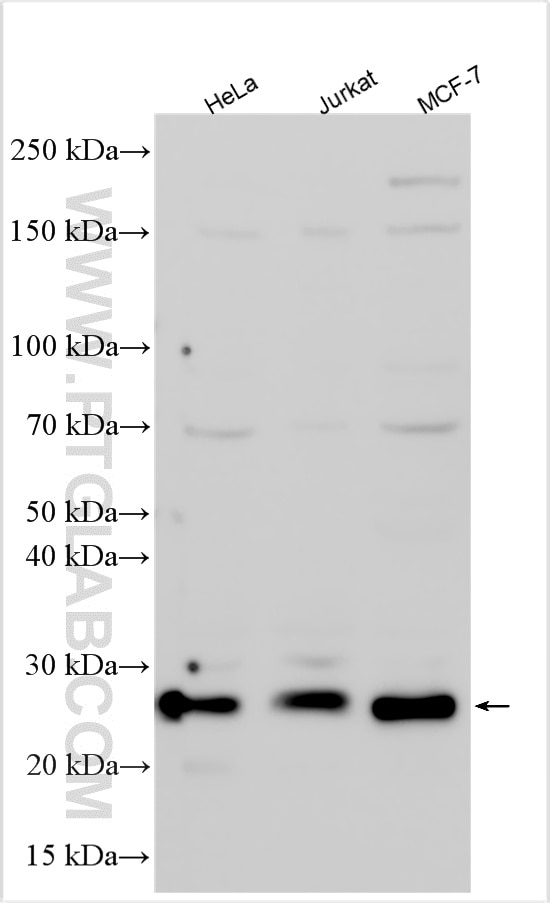 WB analysis using 26714-1-AP Western Blot (WB) analysis of various lysates using P27; KIP1 Polyclonal antibody (26714-1-AP)