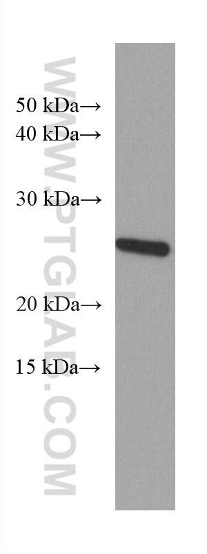 Western Blot (WB) analysis of NIH/3T3 cells using P27; KIP1 Monoclonal antibody (67355-1-Ig)