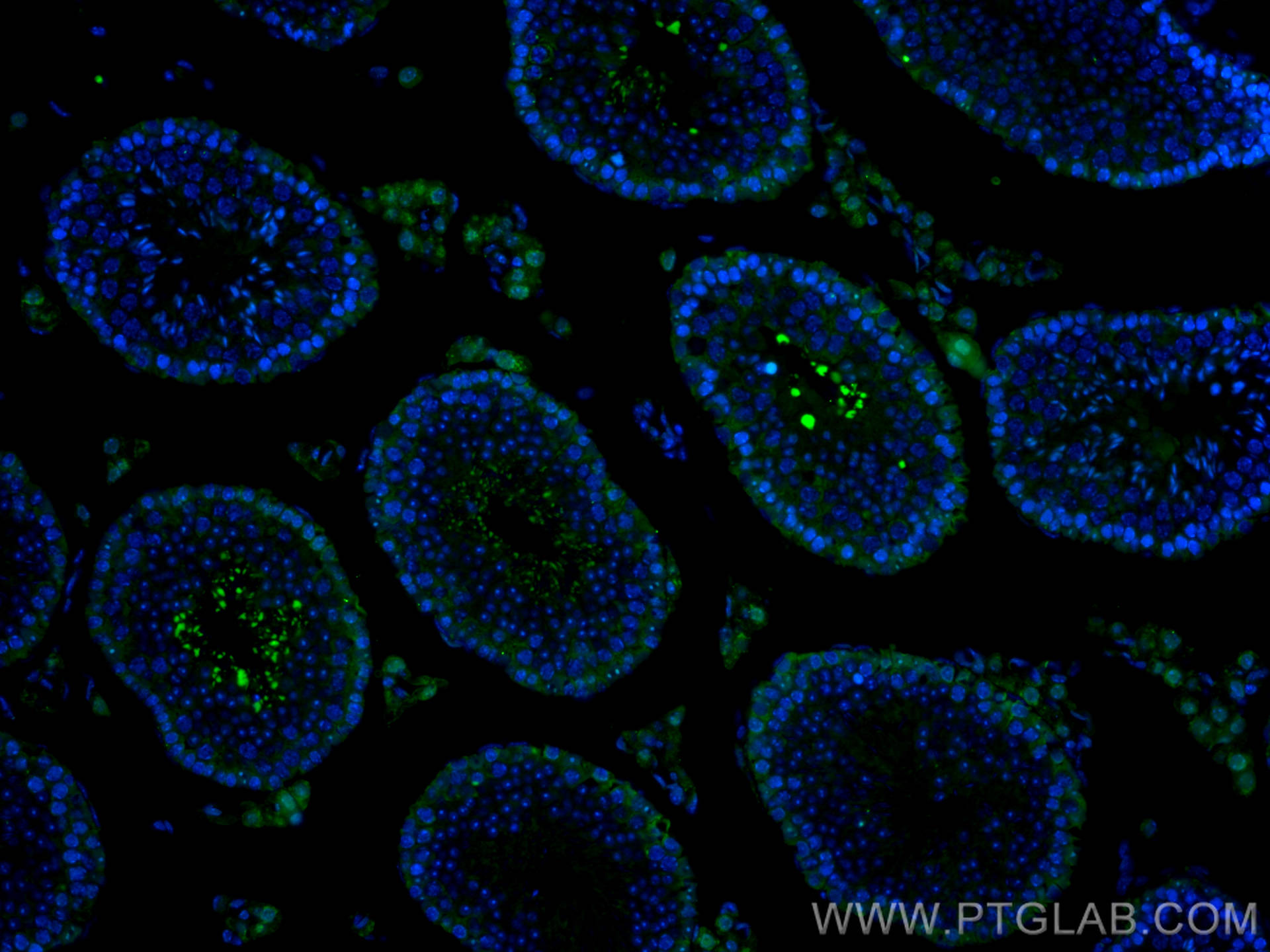 IF Staining of mouse testis using CL488-25614