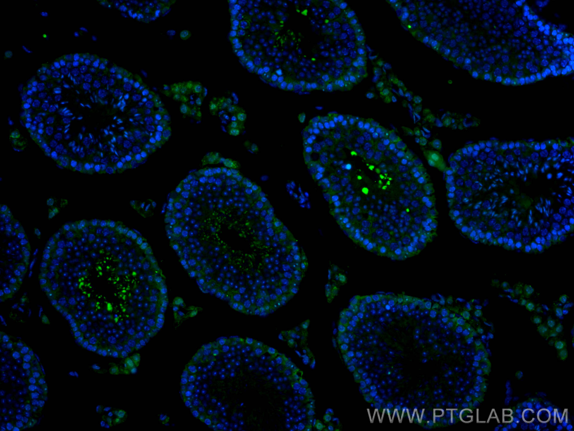 Immunofluorescence (IF) / fluorescent staining of mouse testis tissue using CoraLite® Plus 488-conjugated P27; KIP1 Polyclonal (CL488-25614)