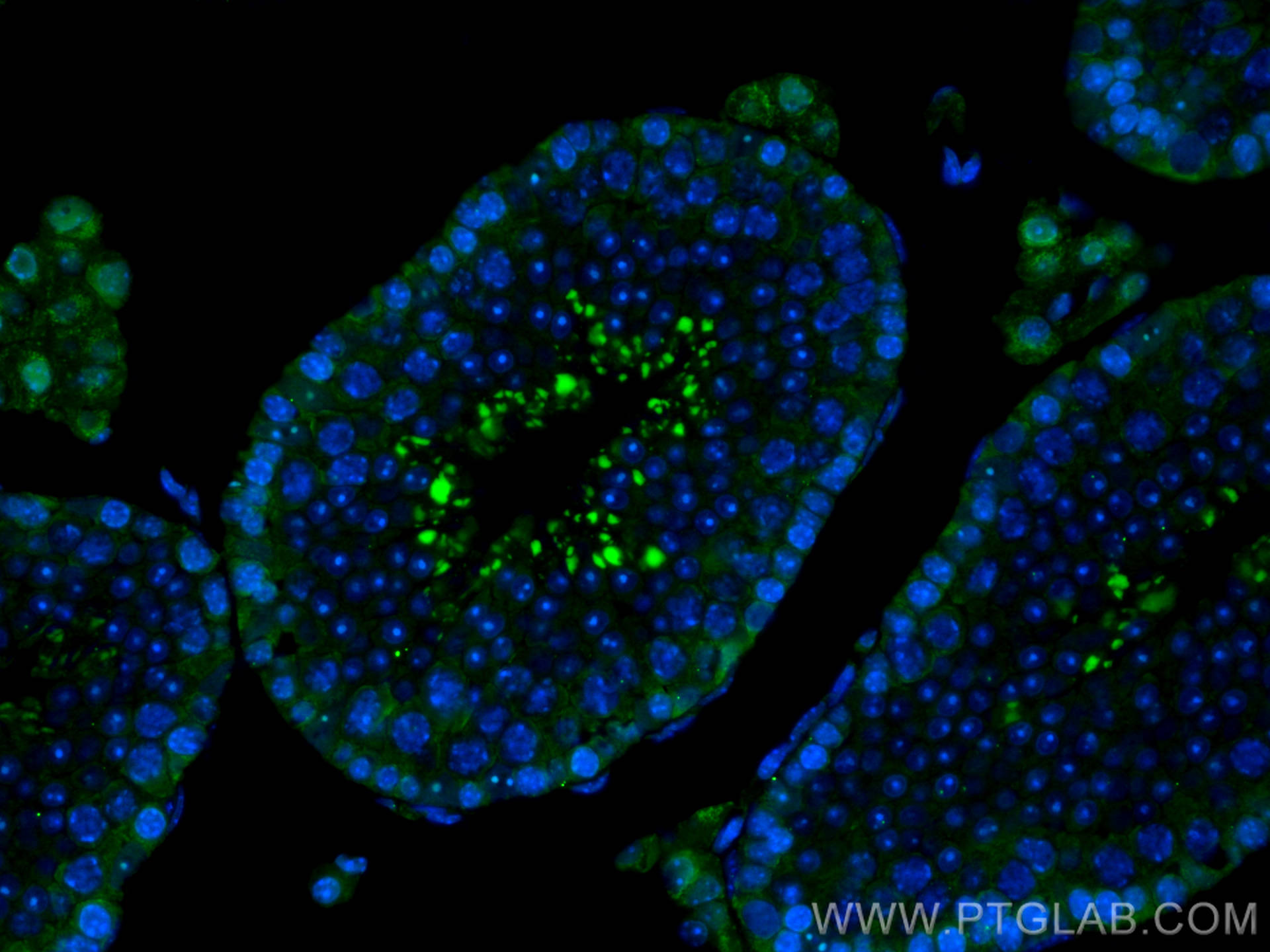Immunofluorescence (IF) / fluorescent staining of mouse testis tissue using CoraLite® Plus 488-conjugated P27; KIP1 Polyclonal (CL488-25614)