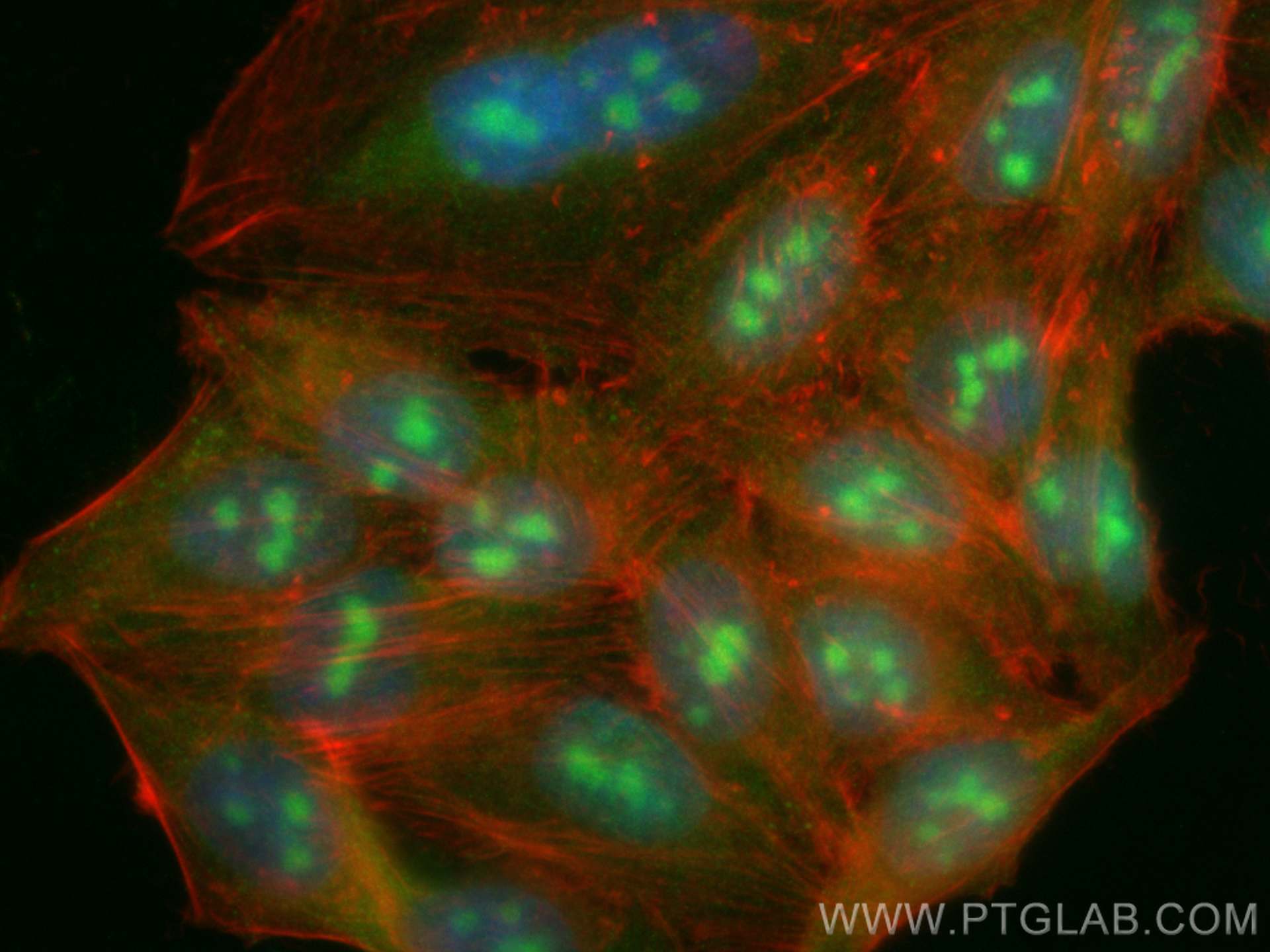 Immunofluorescence (IF) / fluorescent staining of HepG2 cells using CoraLite® Plus 488-conjugated P27; KIP1 Polyclonal (CL488-26714)