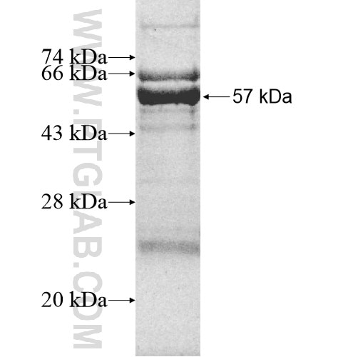 P2RX3 fusion protein Ag12207 SDS-PAGE