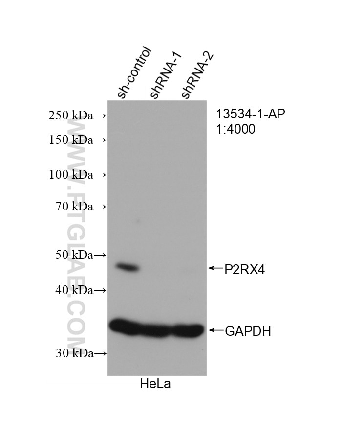 Western Blot (WB) analysis of HeLa cells using P2RX4 Polyclonal antibody (13534-1-AP)