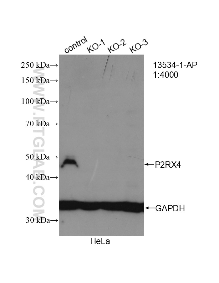 Western Blot (WB) analysis of HeLa cells using P2RX4 Polyclonal antibody (13534-1-AP)