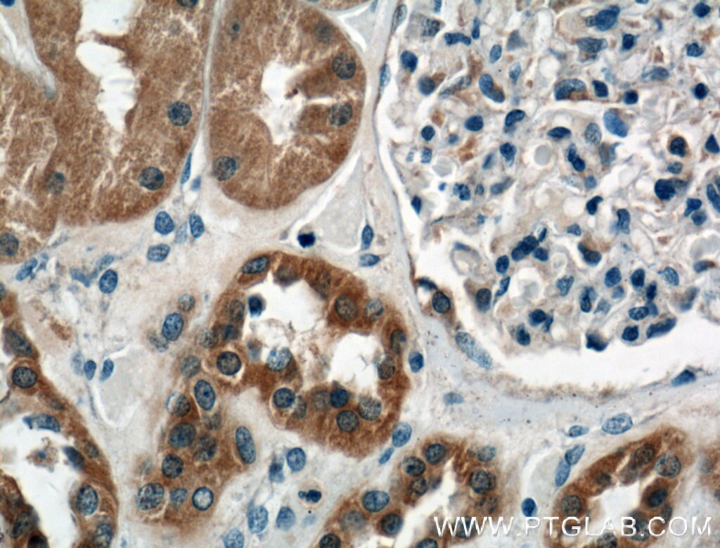 Immunohistochemistry (IHC) staining of human kidney tissue using P2RX4 Monoclonal antibody (66416-1-Ig)