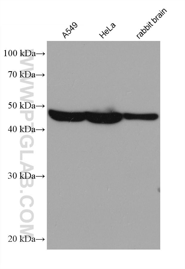 Western Blot (WB) analysis of various lysates using P2RX4 Monoclonal antibody (66416-1-Ig)